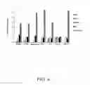 Fig. 07 - NOVEL MONASCUSPURPURONES, PREPARATION PROCESS THEREOF, AND USES OF THE MONASCUSPURPURONES