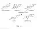 Fig. 02 - Phytoestrogenic formulations for alleviation or prevention of neurodegenerative diseases