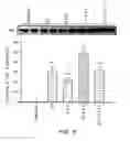 Fig. 06 - Phytoestrogenic formulations for alleviation or prevention of neurodegenerative diseases