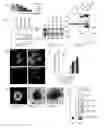 Fig. 02 - MEANS AND METHODS FOR COUNTERACTING POLYQ EXPANSION DISORDERS