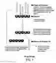 Fig. 02 - METHODS AND COMPOSITIONS FOR INDUCING APOPTOSIS