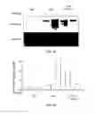 Fig. 04 - Methods for treatment of muscular dystrophy