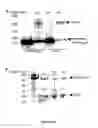 Fig. 08 - CHIMERIC MOLECULES