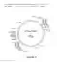 Fig. 22 - CHIMERIC MOLECULES