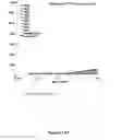 Fig. 03 - Antibodies which bind to the human CC chemokine receptor 4 and uses thereof