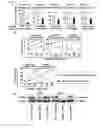 Fig. 07 - CDC45L peptides and vaccines including the same