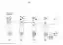 Fig. 04 - Zona pellucida binding peptides for species specific immunocontraception of animals