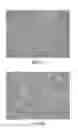 Fig. 02 - Porcine circovirus type 2 (PCV2), immunogenic composition containing the same, test kit, and application thereof