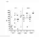 Fig. 03 - Influenza virus