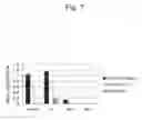 Fig. 08 - PHOTODYNAMIC THERAPEUTIC AGENT HAVING CELL-SPECIFIC ACTIVE ACCUMULATION PROPERTIES