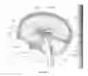 Fig. 08 - Compositions and Methods for Improving Prognosis of a Human with Subarachnoid Hemorrhage