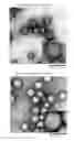 Fig. 01 - CONSTRUCT COATED WITH VIRUS COAT-CONSTITUTING PROTEIN AND METHOD FOR PRODUCING SAME