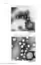 Fig. 02 - CONSTRUCT COATED WITH VIRUS COAT-CONSTITUTING PROTEIN AND METHOD FOR PRODUCING SAME