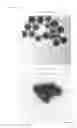 Fig. 07 - CONSTRUCT COATED WITH VIRUS COAT-CONSTITUTING PROTEIN AND METHOD FOR PRODUCING SAME