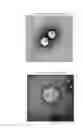 Fig. 11 - CONSTRUCT COATED WITH VIRUS COAT-CONSTITUTING PROTEIN AND METHOD FOR PRODUCING SAME