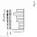 Fig. 07 - NOVEL METHODS FOR MODULATING MELANIN PRODUCTION