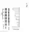 Fig. 08 - NOVEL METHODS FOR MODULATING MELANIN PRODUCTION