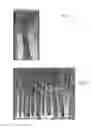 Fig. 02 - Celery morphology