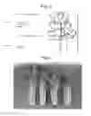 Fig. 03 - Celery morphology