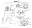 Fig. 28 - DECORATIVE ACCESSORY