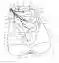 Fig. 01 - Small intestine endoscope training simulator