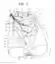 Fig. 02 - Small intestine endoscope training simulator