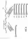 Fig. 40 - SERS Nanotag Assays