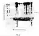 Fig. 04 - Antibodies For Oncogenic Strains Of HPV And Methods Of Their Use