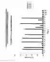 Fig. 05 - Antibodies For Oncogenic Strains Of HPV And Methods Of Their Use