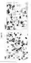 Fig. 02 - Set of oligonucleotide probes as well as methods and uses thereto
