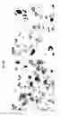 Fig. 05 - Set of oligonucleotide probes as well as methods and uses thereto