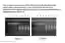 Fig. 09 - Integrated versatile and systems preparation of specimens