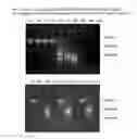 Fig. 12 - Integrated versatile and systems preparation of specimens
