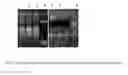 Fig. 23 - Integrated versatile and systems preparation of specimens