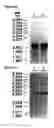 Fig. 05 - Poly ADP-ribose polymerase sequences and their uses