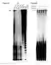 Fig. 07 - Poly ADP-ribose polymerase sequences and their uses