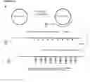 Fig. 07 - Methods and compositions for detection of small RNAs