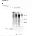 Fig. 65 - Methods and compositions for detection of small RNAs