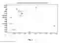 Fig. 05 - METHODS FOR THE DIAGNOSIS OF MULTIPLE SCLEROSIS BASED ON ITS MICRORNA EXPRESSION PROFILING