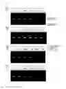Fig. 04 - COMPOSITION FOR REVERSE TRANSCRIPTION POLYMERASE CHAIN REACTION
