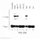 Fig. 100 - Methods To Identify Compounds Useful For The Treatment Of Proliferative And Differentiative Disorders