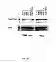 Fig. 108 - Methods To Identify Compounds Useful For The Treatment Of Proliferative And Differentiative Disorders