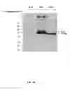 Fig. 113 - Methods To Identify Compounds Useful For The Treatment Of Proliferative And Differentiative Disorders