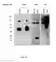 Fig. 115 - Methods To Identify Compounds Useful For The Treatment Of Proliferative And Differentiative Disorders
