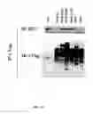 Fig. 117 - Methods To Identify Compounds Useful For The Treatment Of Proliferative And Differentiative Disorders