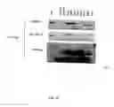 Fig. 118 - Methods To Identify Compounds Useful For The Treatment Of Proliferative And Differentiative Disorders