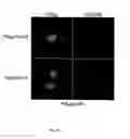 Fig. 123 - Methods To Identify Compounds Useful For The Treatment Of Proliferative And Differentiative Disorders