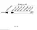 Fig. 125 - Methods To Identify Compounds Useful For The Treatment Of Proliferative And Differentiative Disorders
