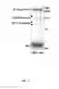 Fig. 127 - Methods To Identify Compounds Useful For The Treatment Of Proliferative And Differentiative Disorders