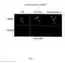 Fig. 128 - Methods To Identify Compounds Useful For The Treatment Of Proliferative And Differentiative Disorders
